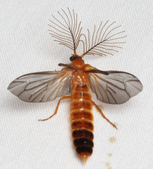 Phengodes fusciceps