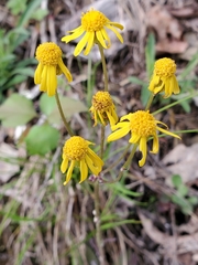 Packera antennariifolia