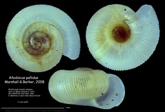 Image of Allodiscus pallidus