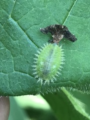 Helocassis testudinaria