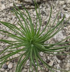 Liatris glandulosa