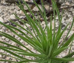 Liatris glandulosa