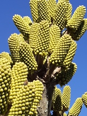 Cussonia sphaerocephala