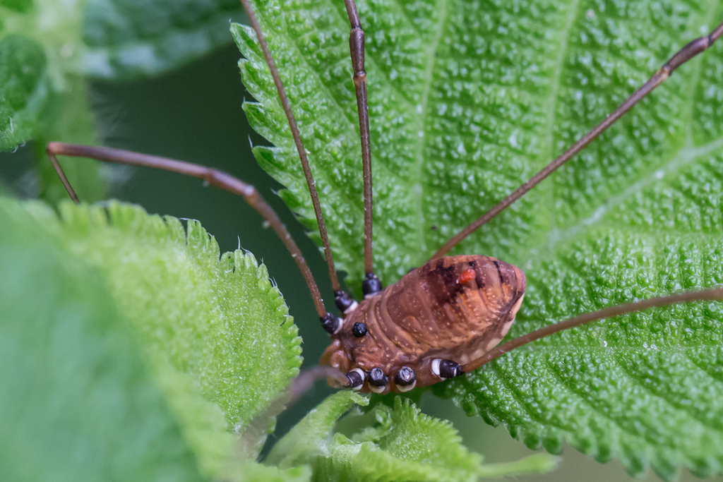 Leiobunum euserratipalpe