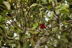 Aethopyga temminckii