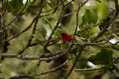 Aethopyga temminckii