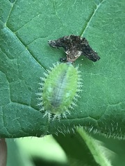 Helocassis testudinaria