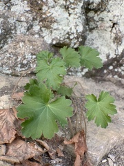 Heuchera