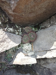 Mammillaria rhodantha
