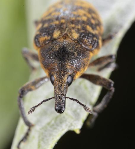 Turbine Cylindrical Weevil, photo 3 of 10