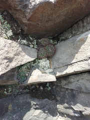 Mammillaria rhodantha
