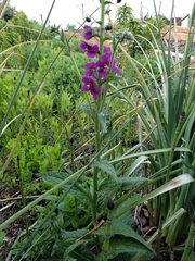 Verbascum phoeniceum