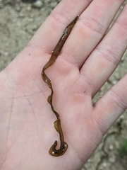 Nostoc flagelliforme