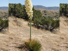 Hesperoyucca whipplei