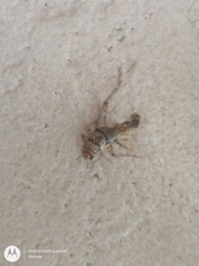 Gryllodes sigillatus