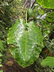 Xanthosoma davidsonii