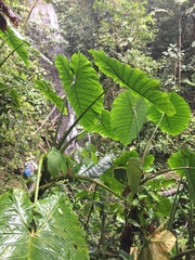 Xanthosoma davidsonii