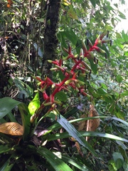 Guzmania scherzeriana