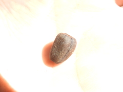 Brachychiton