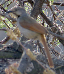 Cichladusa arquata