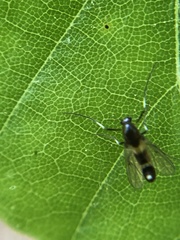 Cricotopus bicinctus