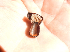 Brachychiton