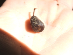 Brachychiton