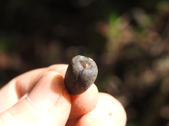 Brachychiton