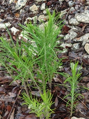 Vernonia lindheimeri