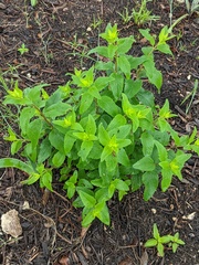 Brickellia cylindracea
