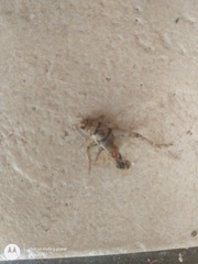 Gryllodes sigillatus