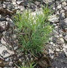 Zeltnera beyrichii