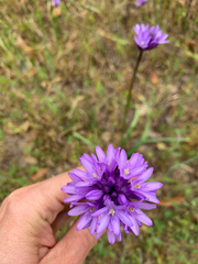 Dichelostemma congestum