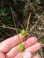 Carex turgescens
