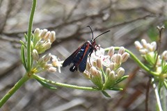 Synanthedon polygoni