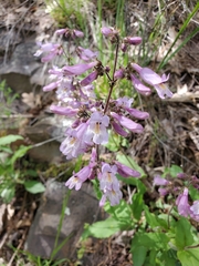 Penstemon canescens