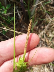 Carex turgescens