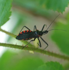 Rhynocoris leucospilus sibiricus