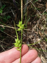 Carex turgescens