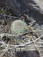 Mammillaria rhodantha