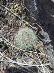 Mammillaria rhodantha