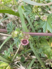 Malva parviflora
