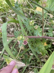 Malva parviflora