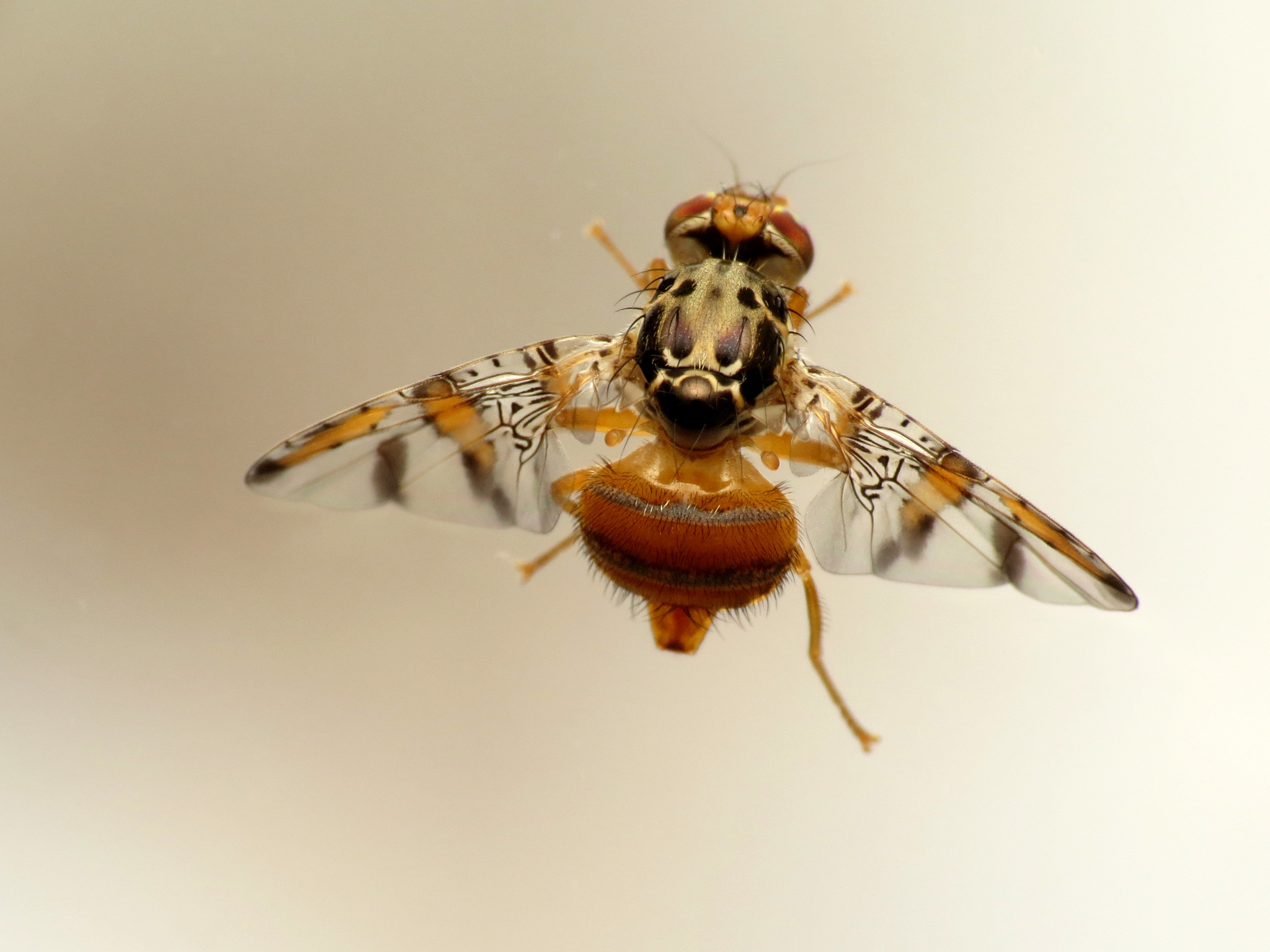 Fruit Fly (Family Drosophilidae) – Field Station