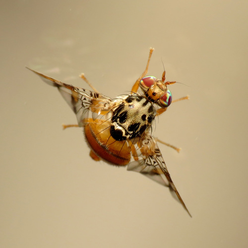 Mediterranean Fruit Fly