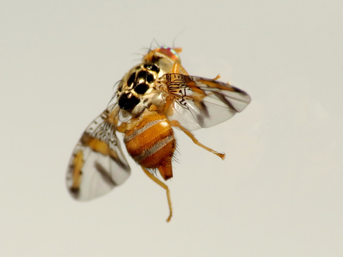 Mediterranean Fruit Fly