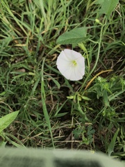 Convolvulus arvensis