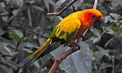 Aratinga solstitialis