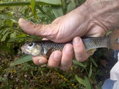 Nocomis leptocephalus