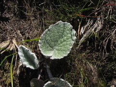 Hermas lanata